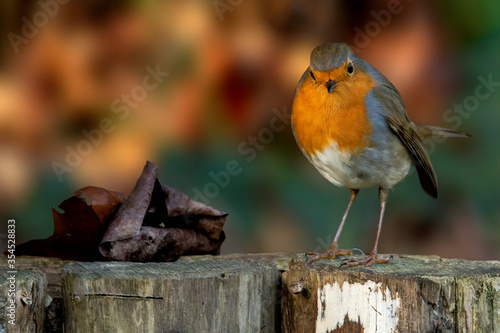 European robin standing on a piece of wood.  Blurred background. Erithacus rubecula. Portrait of a European robin
