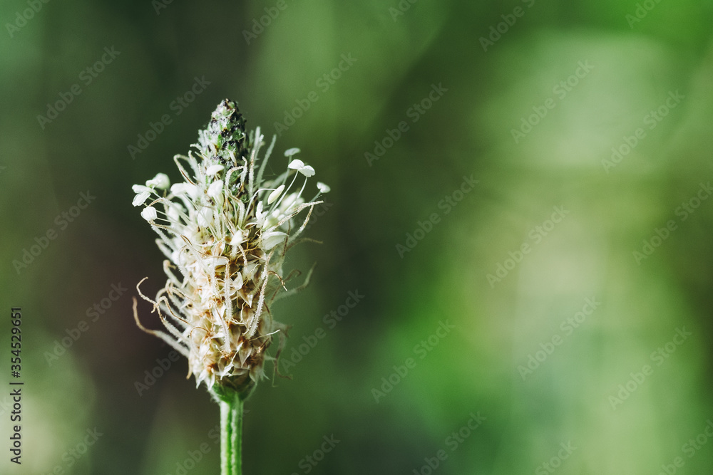 Fleur sauvage dans un champ - Raiponce en épi Fleur sauvage dans un champ - Raiponce en épi