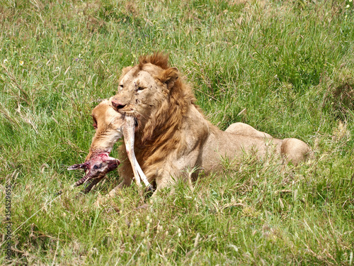 A lion eats an impala in Serengeti National Park, Tanzania photo