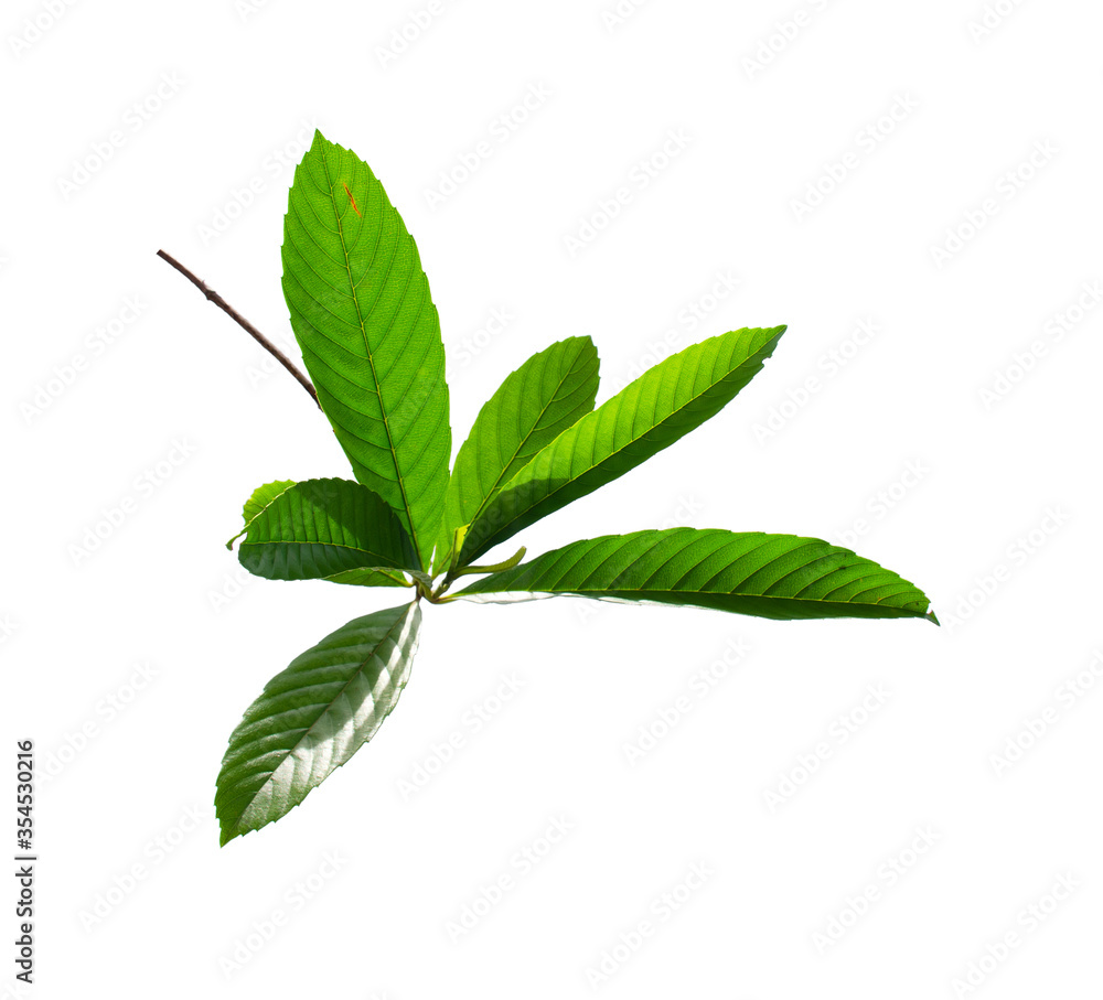 Fresh tropical leaf isolated on white background. Fresh tropical leaf isolated on white background.