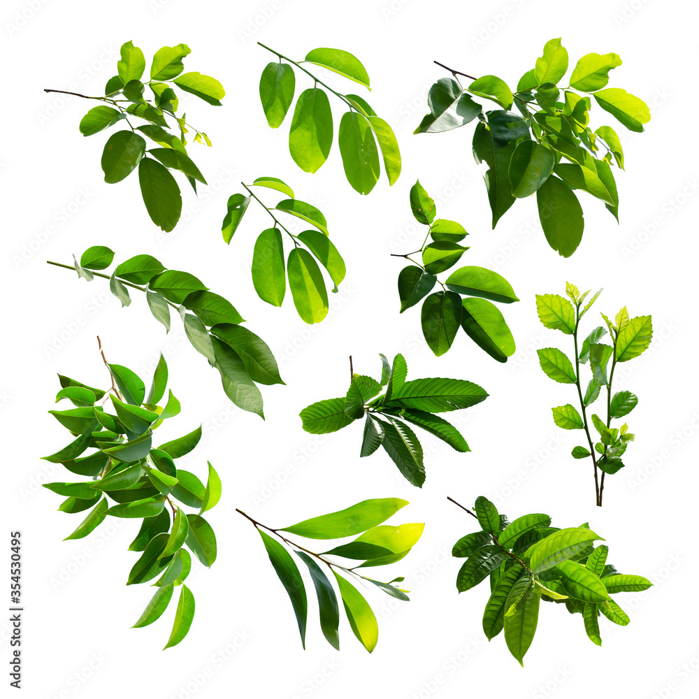 Collection of green tropical leaf isolated on white background. Collection of green tropical leaf isolated on white background.