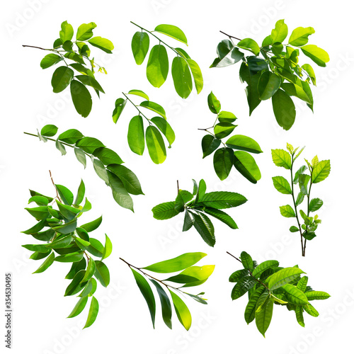 Konstfotografi Collection of green tropical leaf isolated on white background.