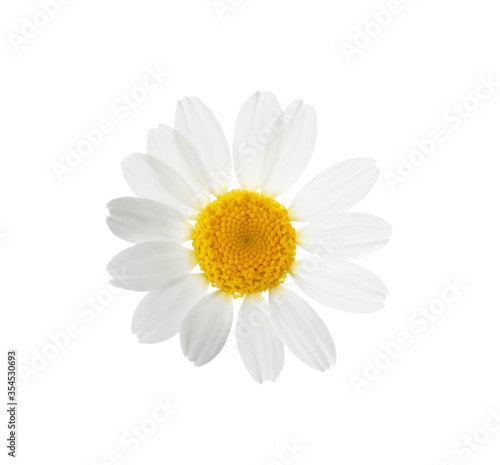 Blooming chamomile isolated on white. Beautiful flower