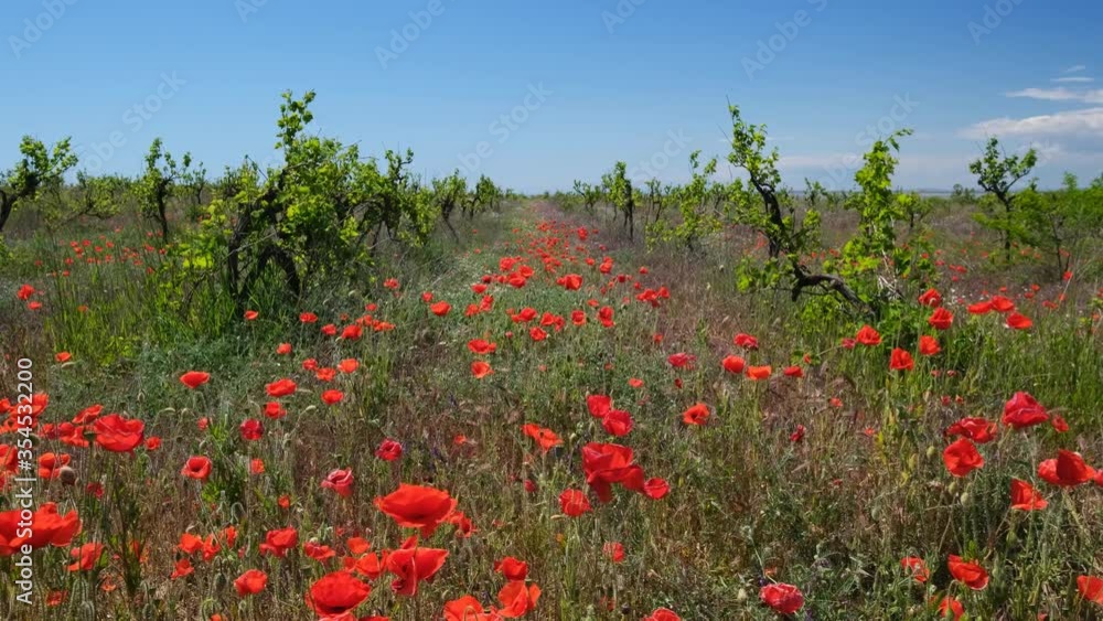 Red poppies flowers in old abandoned vineyard, 4k Red poppies flowers in old abandoned vineyard, 4k