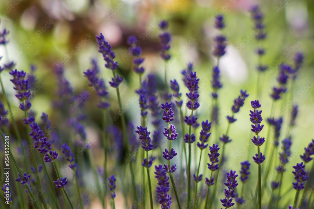 Naklejka premium lavender flowers