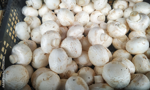 Mushroom champignon. Raw champignons are ready to cook. Fresh mushrooms as a concept of diet or vegetarian food. Champignon mushrooms in a box