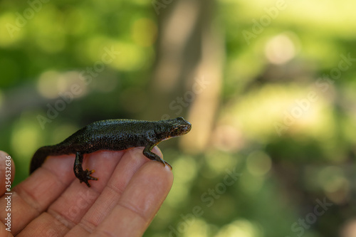 Schwarzer Bergmolch in der Hand - Salamander