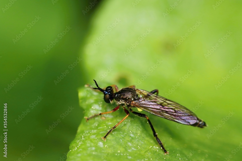Predatory fly sitting on a green leaf. Macro. Predatory fly sitting on a green leaf. Macro.