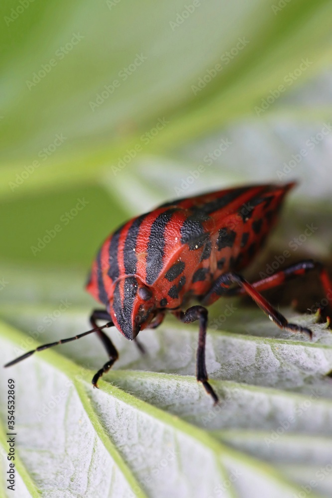 Beautiful striped shield beetle sitting on a lush leaf. Macro. Beautiful striped shield beetle sitting on a lush leaf. Macro.