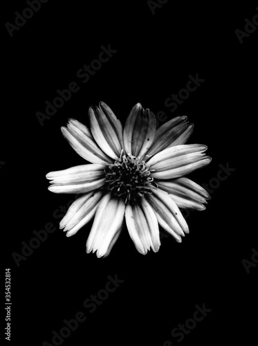 black and white abstract o flower petal