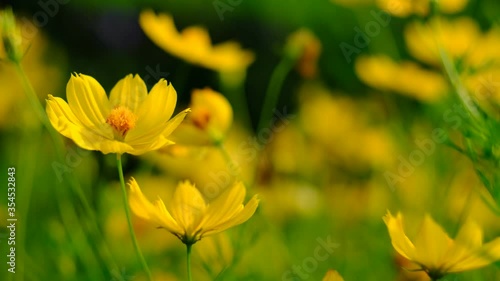 Beautiful yellow flower on summer season