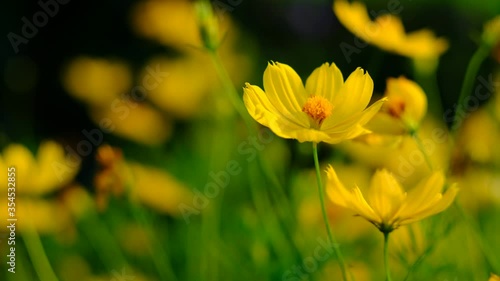 Beautiful yellow flower on summer season