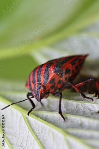 Beautiful striped shield beetle sitting on a lush leaf. Macro.