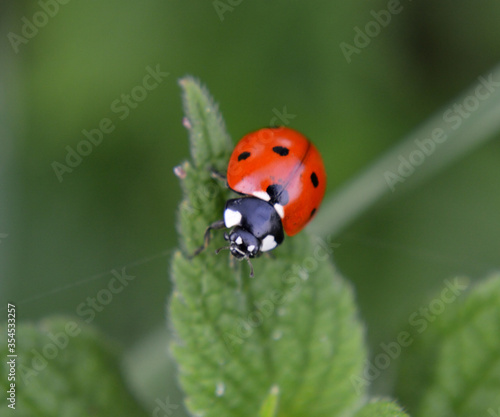 ladybird on a leaf © Robert