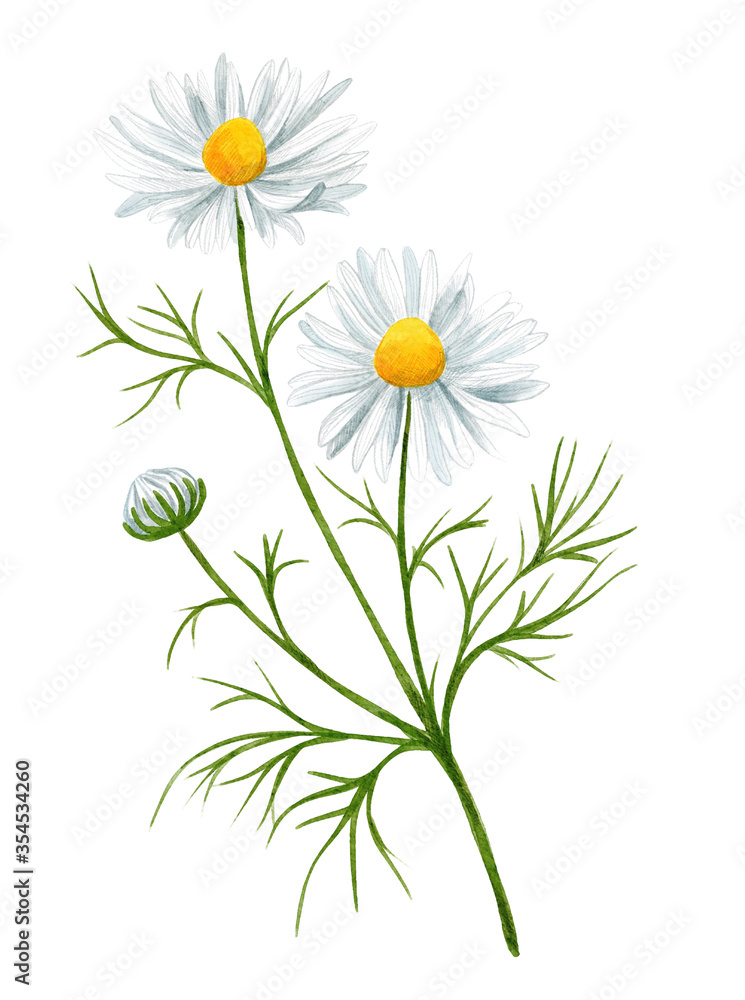 White daisy flower with bud and leaves, field flower. White daisy flower with bud and leaves, field flower.