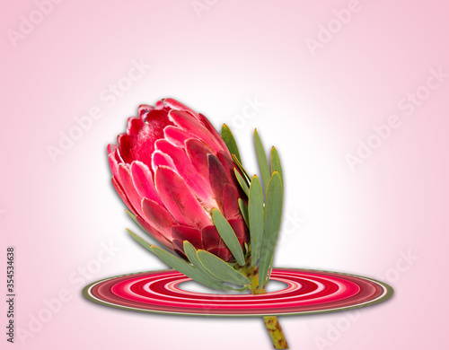 Pink King Protea flower from South Africa on a light pink background.  photo