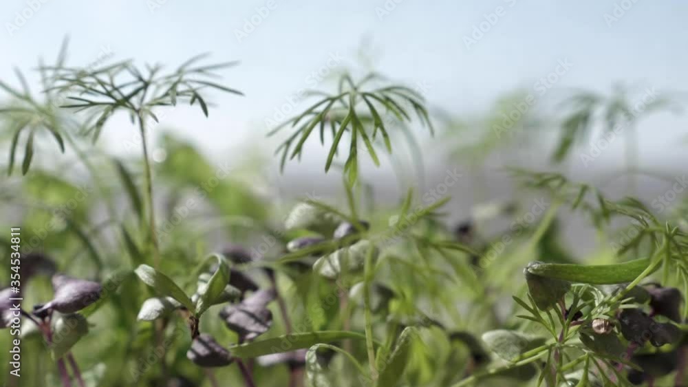 This video shows a close-up of dill and basil shaking in the wind, watering in the garden. Shot with natural light in FullHD This video shows a close-up of dill and basil shaking in the wind, watering in the garden. Shot with natural light in FullHD