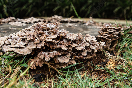 Saprophytic mushrooms on a cut tree stump, close up.