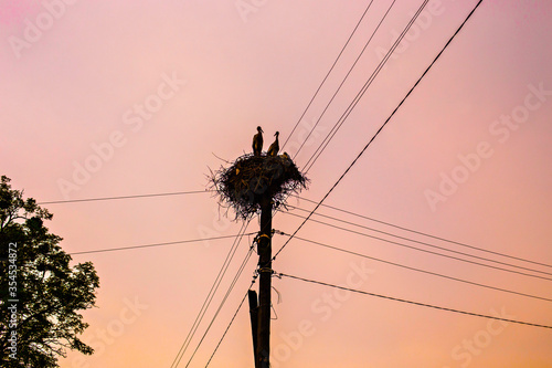 Silhouette of storks in the nest fixed on the power post in Ukrainian village, sunset time, Ukraine