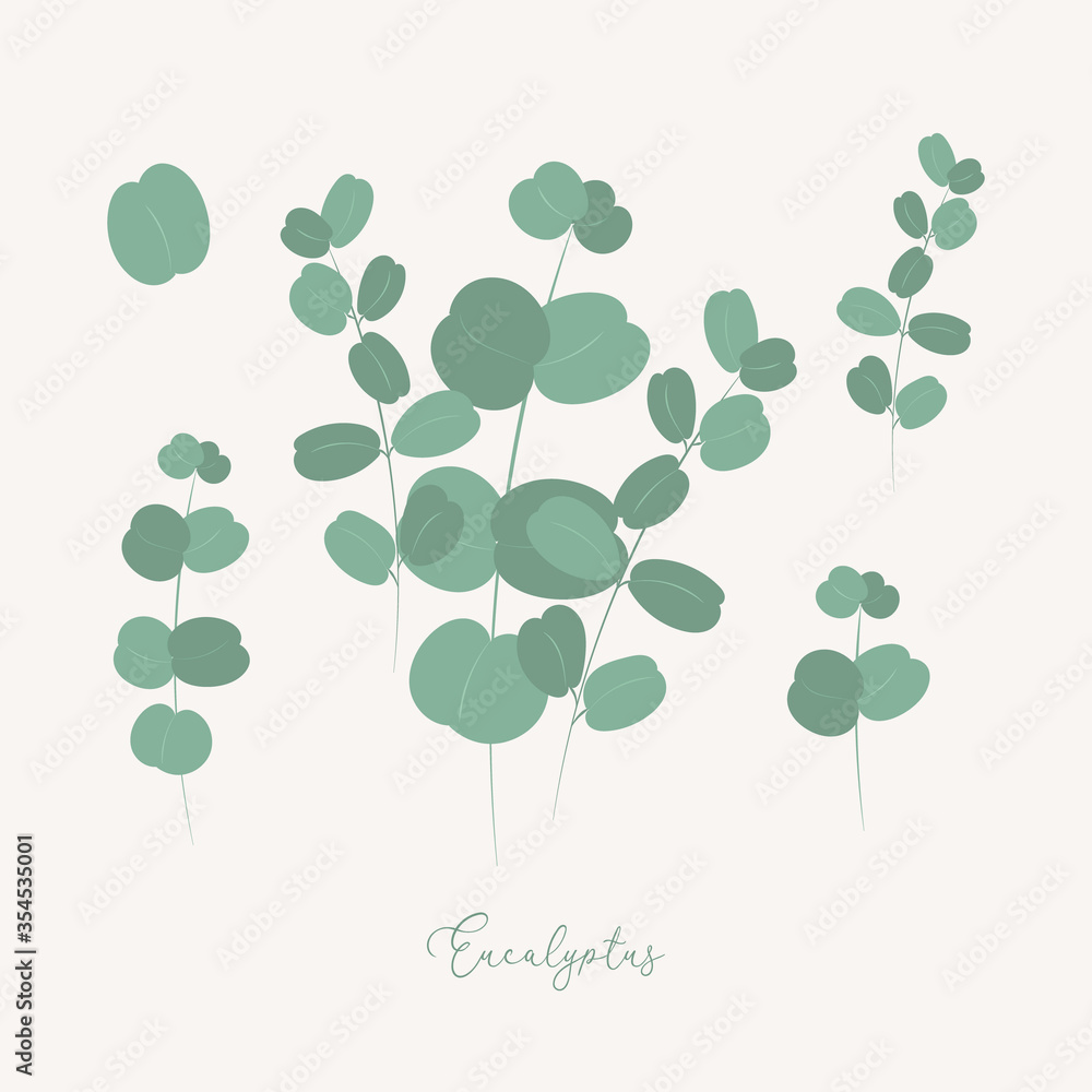 Eucaliptus leaves set. Botanical elements.Herbal collection