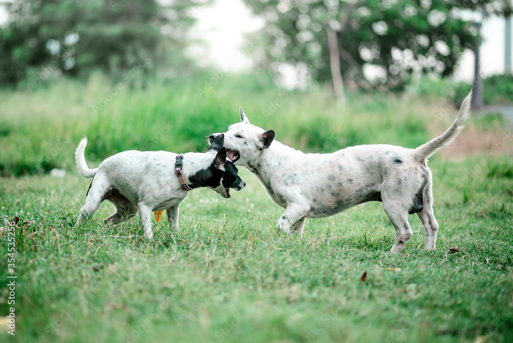 Fototapeta premium Dog running in the field