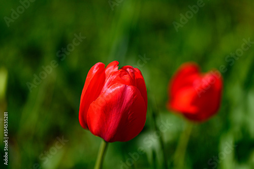 A regular red Tulip in bokeh with blurred green grass and a nearby flower in the background