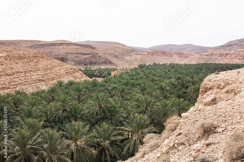 M'Chouneche oasis near Biskra city, Algeria photo