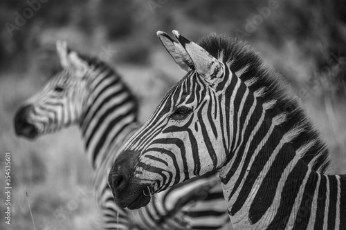 Two zebra's heads on after another at Serengeti National Park, Tanzania. Zebra in black and white colors, Tanzania