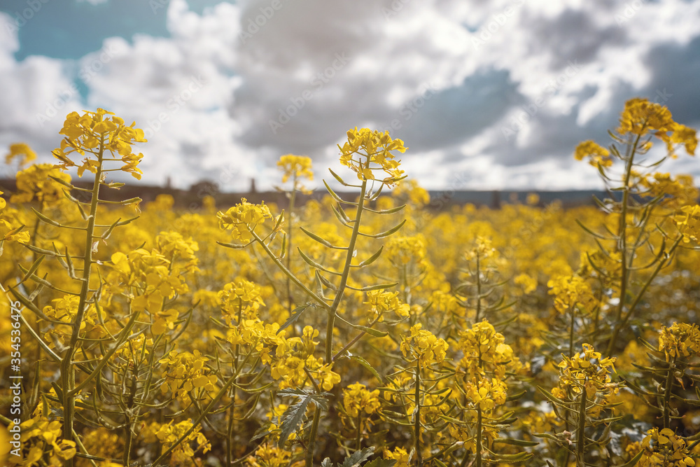 Obraz premium Field of rapeseed, canola or colza. rapeseed field and blue sky