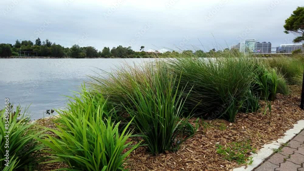 Dancing green grass and trees blown by the strong wind by the river before a heavy rain. Beautiful morning scene at the suburb of Sydney, Australia. Dancing green grass and trees blown by the strong wind by the river before a heavy rain. Beautiful morning scene at the suburb of Sydney, Australia.