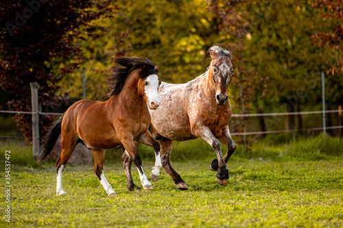 Bild auf Leinwand Beautiful stunning welsh mountain pony young helathy stallion running and posing on pasture on golden hour