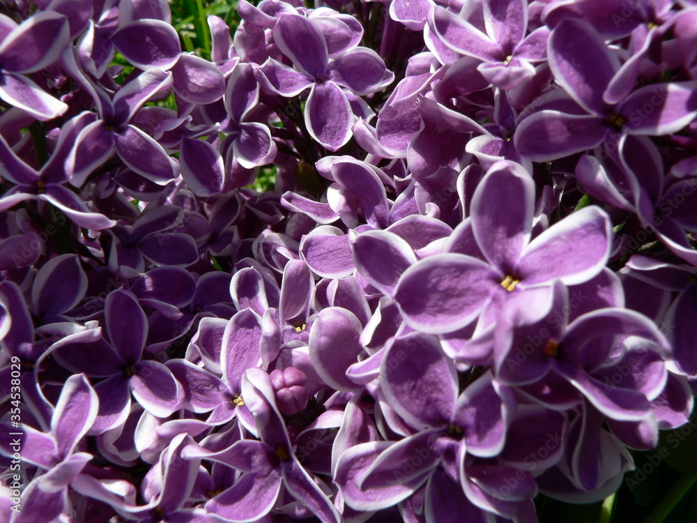 Beautiful blooming varietal selection two-tone lilac (Syringa vulgaris Sensation). Macro image of spring lilac violet flowers, abstract soft floral background for text on a greeting card. Top view.