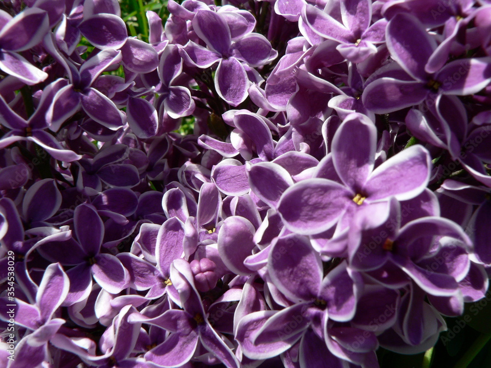 Beautiful blooming varietal selection two-tone lilac (Syringa vulgaris Sensation). Macro image of spring lilac violet flowers, abstract soft floral background for text on a greeting card. Top view. Beautiful blooming varietal selection two-tone lilac (Syringa vulgaris Sensation). Macro image of spring lilac violet flowers, abstract soft floral background for text on a greeting card. Top view.