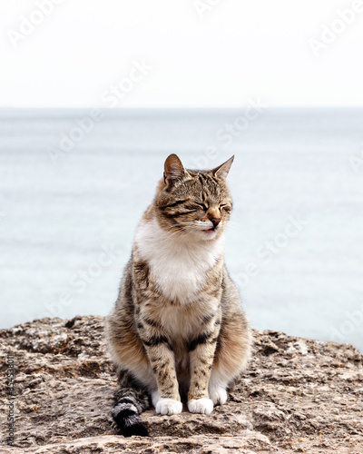 Cute funny cat is sitting on the beach against the sea and the horizon.