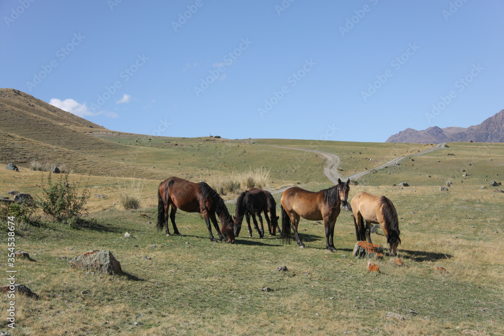 Obraz premium Wild horses in the mountains. Kazakhstan