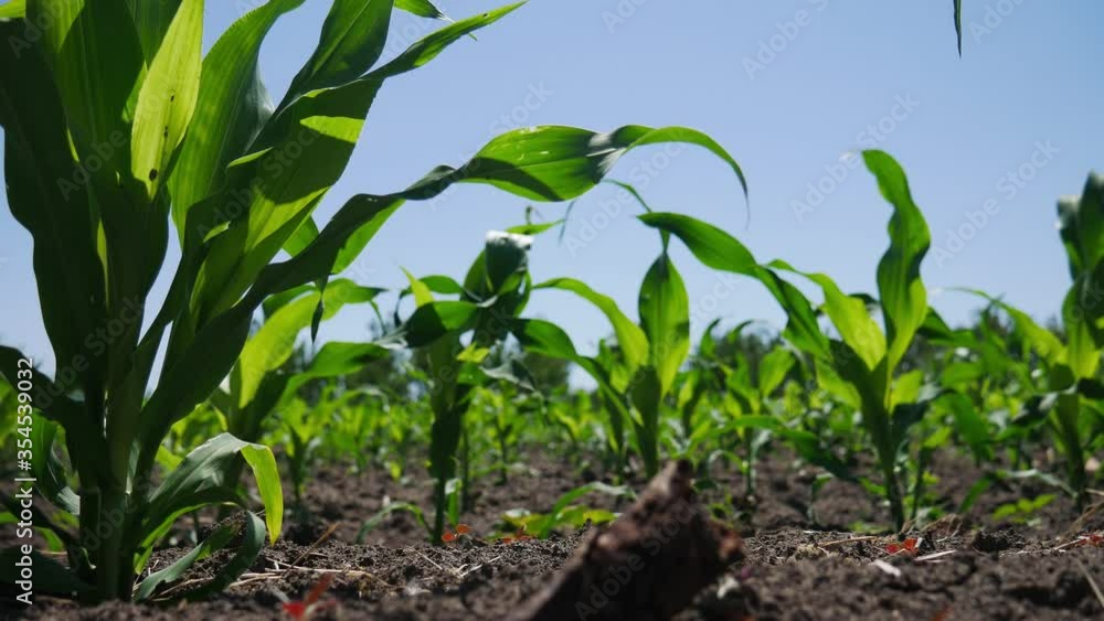 Young corn on a cornfield on a sunny day. Young corn on a cornfield on a sunny day.