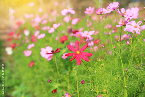 Beautiful cosmos flower in the summer garden with rays of sunlight in nature.