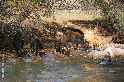 Cows drinking water from a mountain river