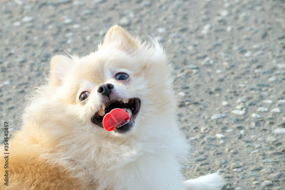 Spitz dog lies on the pavement with its tongue hanging out