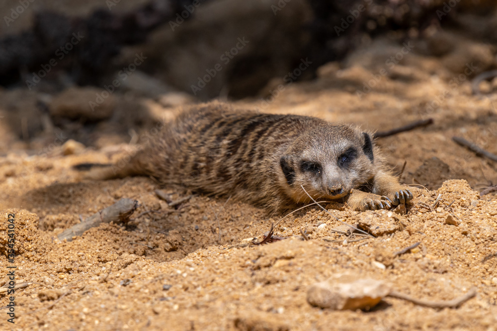 Fototapeta premium Lisbon/Portugal - May 18, 2020 Meerkats at Lisbon Zoo