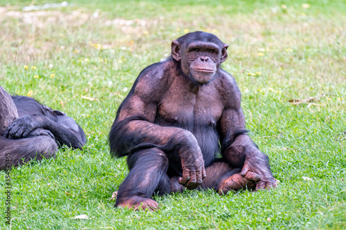 Lisbon Portugal - May 18  2020 Chimpanzee at the Lisbon Zoo