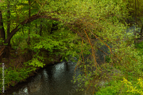 landscape of a small river flowing between the trees