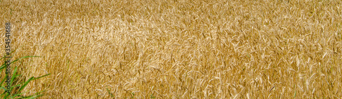 close up of wheat