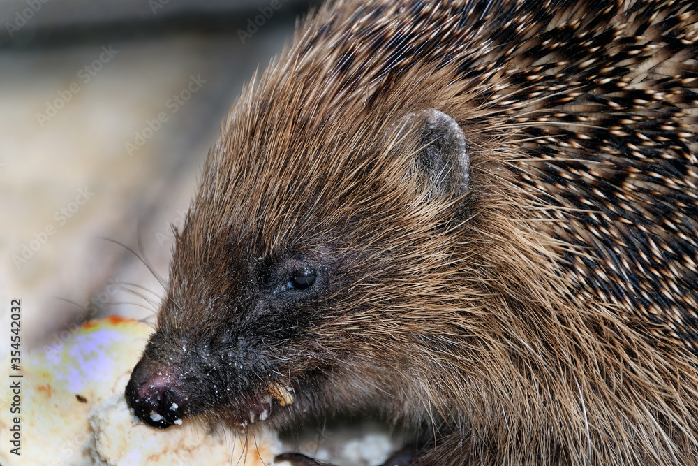 A hedgehog is any of the spiny mammals of the subfamily Erinaceinae, in the eulipotyphlan family Erinaceidae.
A hedgehog is any of the spiny mammals of the subfamily Erinaceinae, in the eulipotyphlan family Erinaceidae.