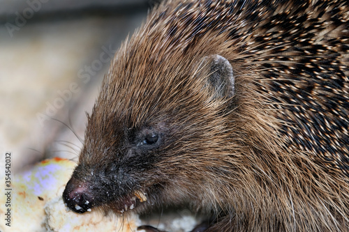 
A hedgehog is any of the spiny mammals of the subfamily Erinaceinae, in the eulipotyphlan family Erinaceidae.