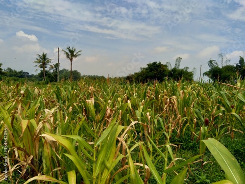 Corn field with a natural background