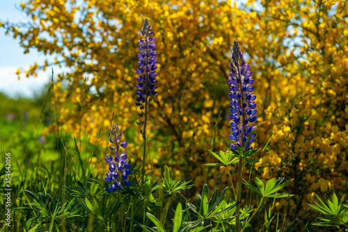 Lupin flowers © Martynas