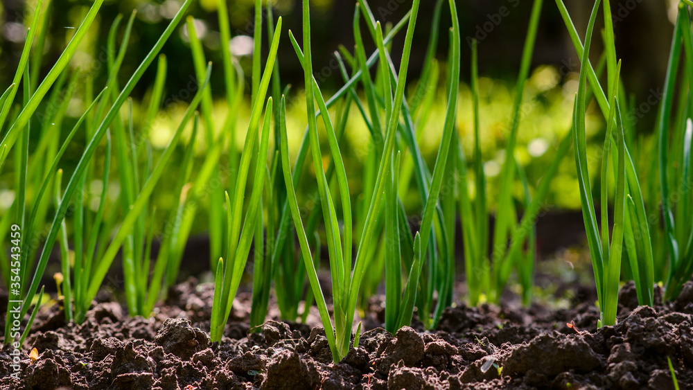 many sprouts of green onions in the ground against the backdrop of the garden many sprouts of green onions in the ground against the backdrop of the garden