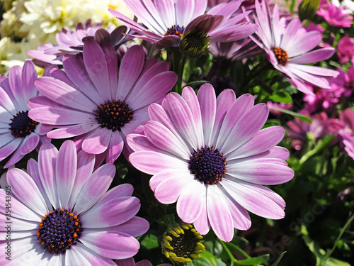 Purple flowers of Osteospermum or Dimorphotheca.