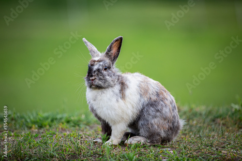 Hase